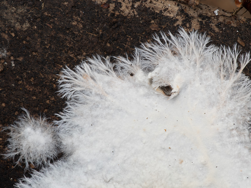 Phanerochaete sanguinea Phanerochaete sanguinea